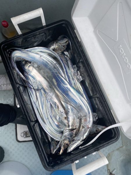 リトルワン 釣果