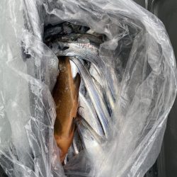 リトルワン 釣果