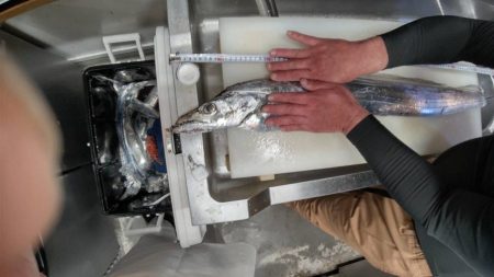 リトルワン 釣果