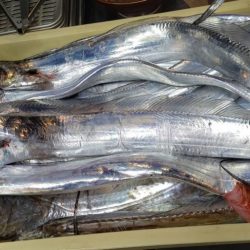 リトルワン 釣果