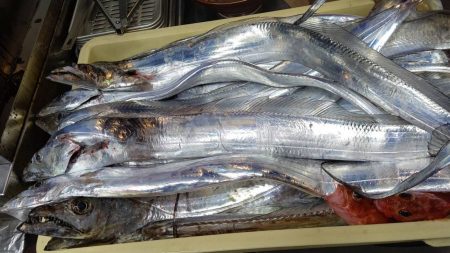 リトルワン 釣果