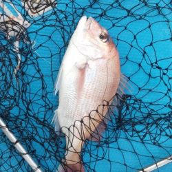 和丸(三重) 釣果