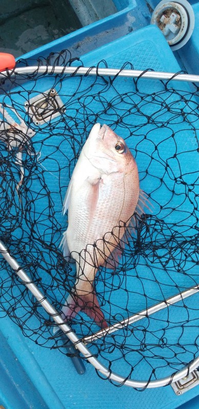 和丸(三重) 釣果