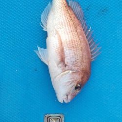 和丸(三重) 釣果