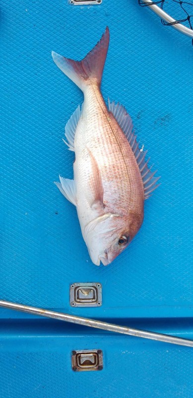 和丸(三重) 釣果