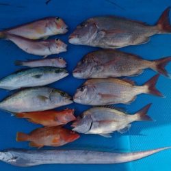 和丸(三重) 釣果