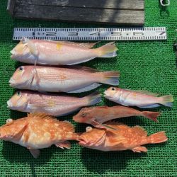 シードリーム 釣果