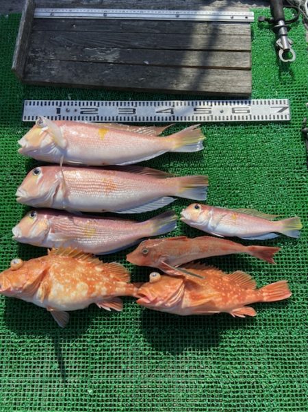 シードリーム 釣果