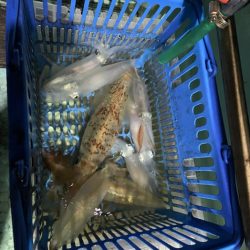 シードリーム 釣果