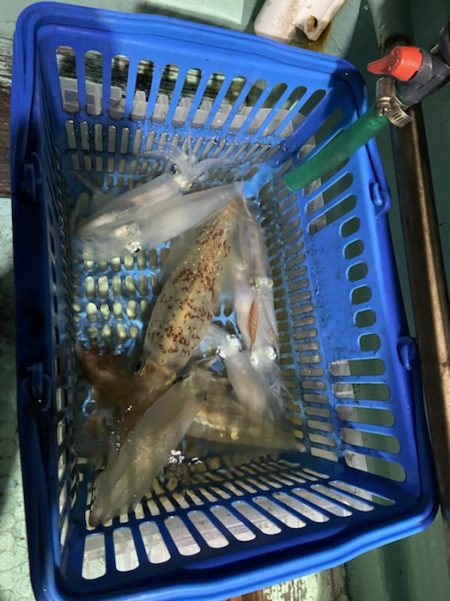 シードリーム 釣果