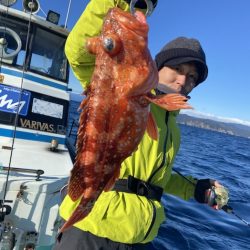 シードリーム 釣果