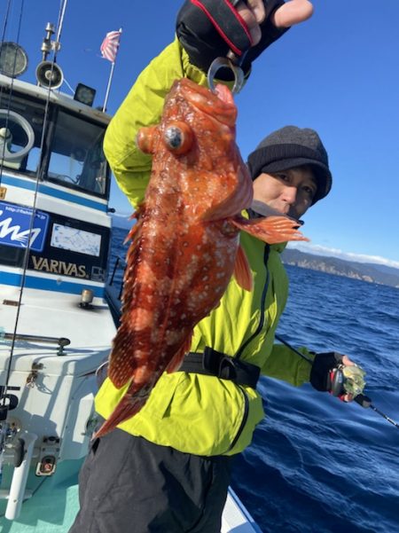 シードリーム 釣果