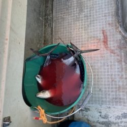 シーモンキー 釣果