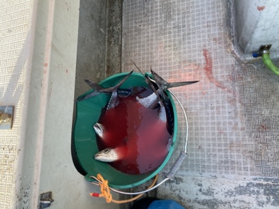 シーモンキー 釣果