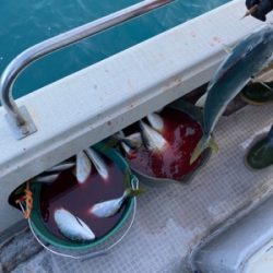 シーモンキー 釣果