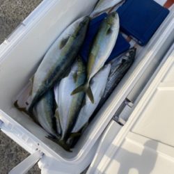 シーモンキー 釣果