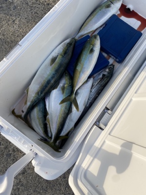 シーモンキー 釣果