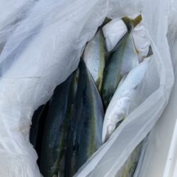 シーモンキー 釣果