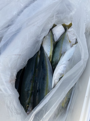 シーモンキー 釣果