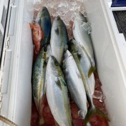 シーモンキー 釣果