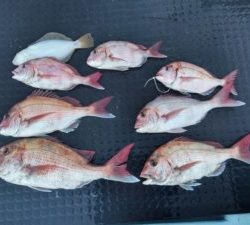 東京湾探釣隊ぼっち 釣果