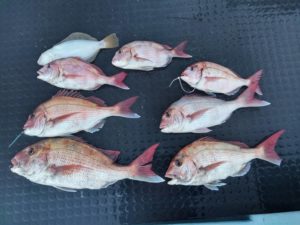 東京湾探釣隊ぼっち 釣果