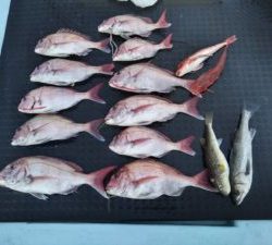 東京湾探釣隊ぼっち 釣果