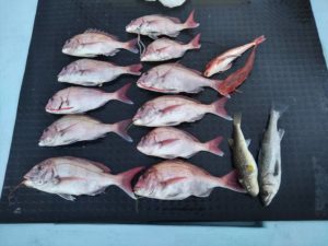 東京湾探釣隊ぼっち 釣果