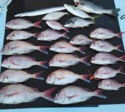 東京湾探釣隊ぼっち 釣果