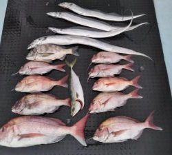 東京湾探釣隊ぼっち 釣果