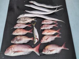 東京湾探釣隊ぼっち 釣果