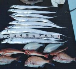 東京湾探釣隊ぼっち 釣果