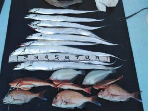 東京湾探釣隊ぼっち 釣果