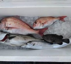 東京湾探釣隊ぼっち 釣果