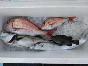 東京湾探釣隊ぼっち 釣果