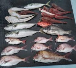 東京湾探釣隊ぼっち 釣果