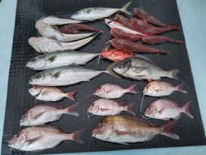 東京湾探釣隊ぼっち 釣果