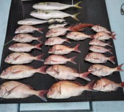 東京湾探釣隊ぼっち 釣果