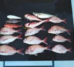 東京湾探釣隊ぼっち 釣果