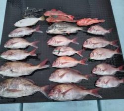 東京湾探釣隊ぼっち 釣果