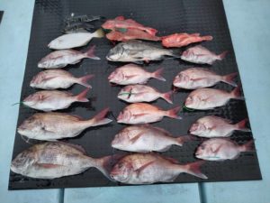 東京湾探釣隊ぼっち 釣果