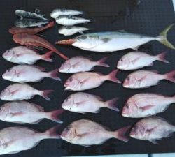 東京湾探釣隊ぼっち 釣果