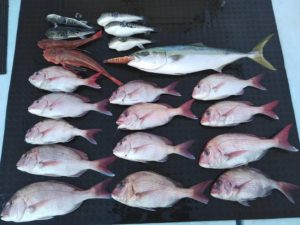 東京湾探釣隊ぼっち 釣果