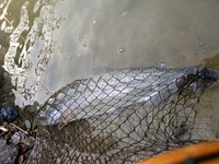 秩父フライフィールド 釣果