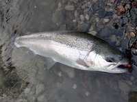 秩父フライフィールド 釣果