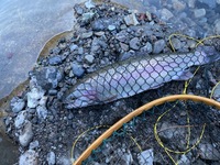 秩父フライフィールド 釣果