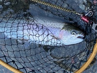 秩父フライフィールド 釣果