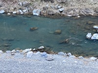 秩父フライフィールド 釣果