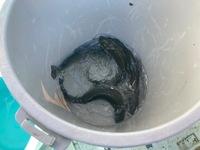 秩父フライフィールド 釣果