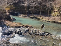 秩父フライフィールド 釣果